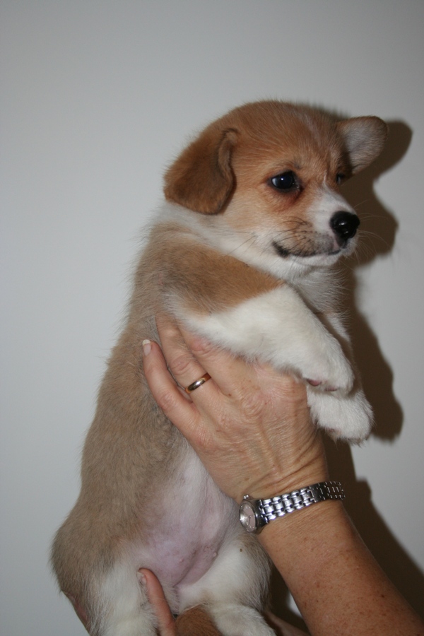 Puppies